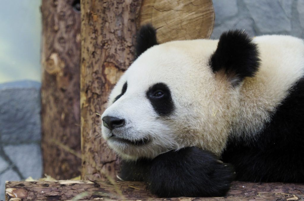 Онлайн-трансляцию из вольера панд запустили в Московском зоопарке