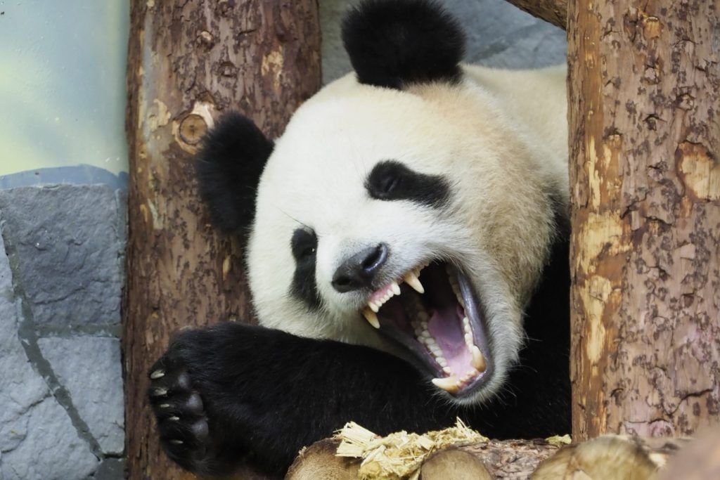 Московский зоопарк собрал 55 тысяч онлайн-зрителей на трансляцию из вольера панд