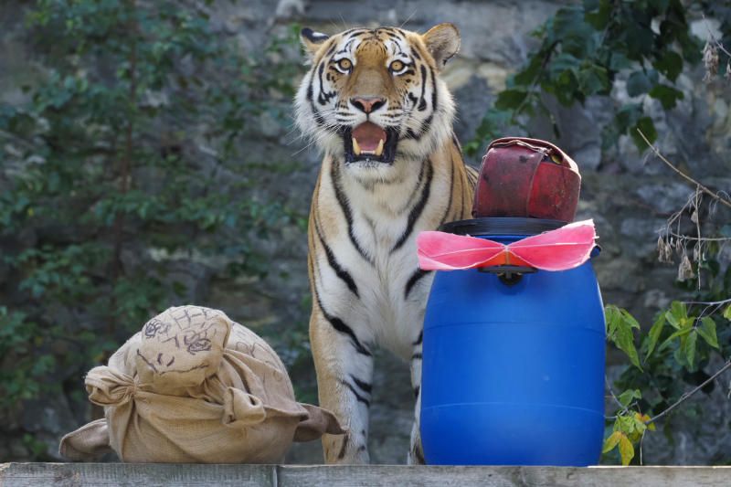 День тигра отметили в московском зоопарке. Фото: Антон Гердо, «Вечерняя Москва»