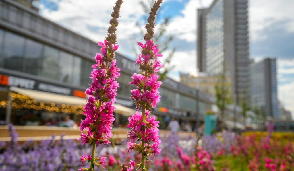 Цветы распустились в садах фестиваля «Цветочный джем». Фото: сайт мэра Москвы