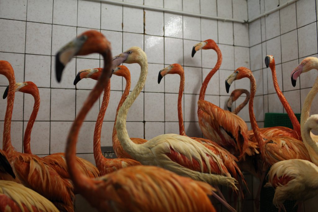 Колония фламинго в Московском зоопарке впервые превысила 45 особей