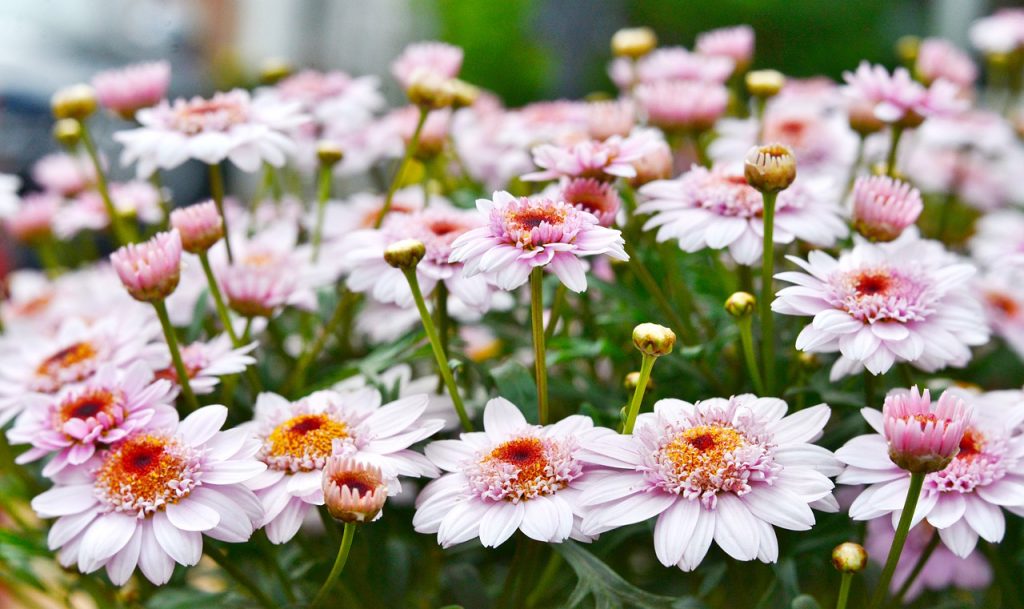 Для создания сада используют почти четыре тысячи кустовых хризантем. Фото: pixabay.com