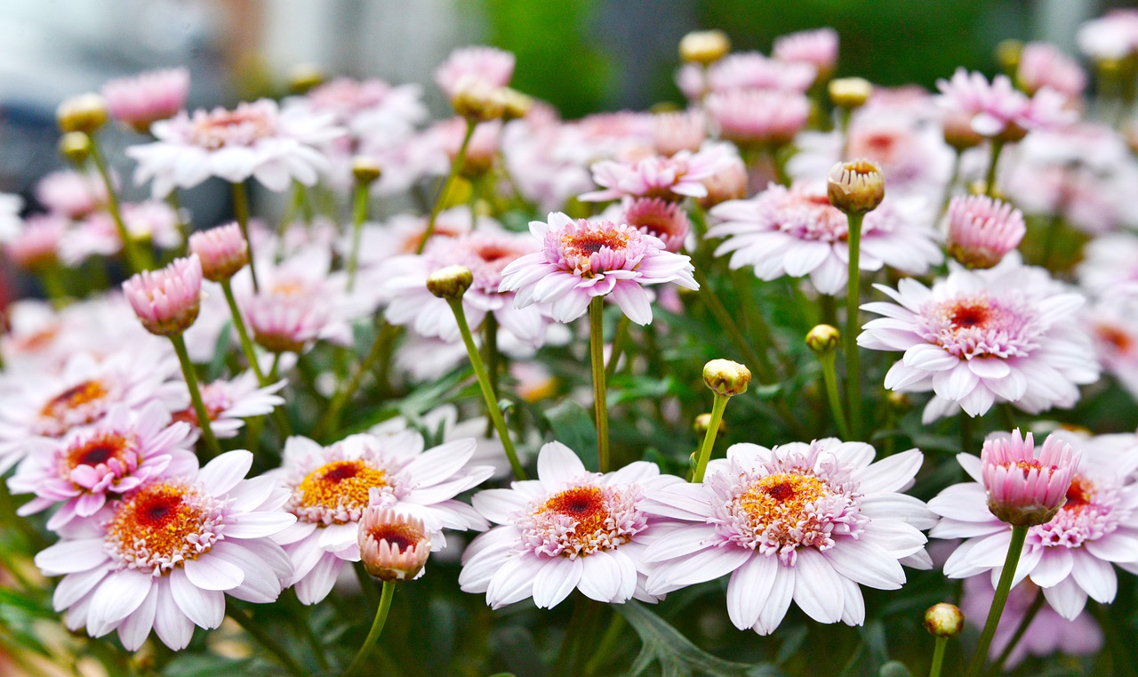 Для создания сада используют почти четыре тысячи кустовых хризантем. Фото: pixabay.com