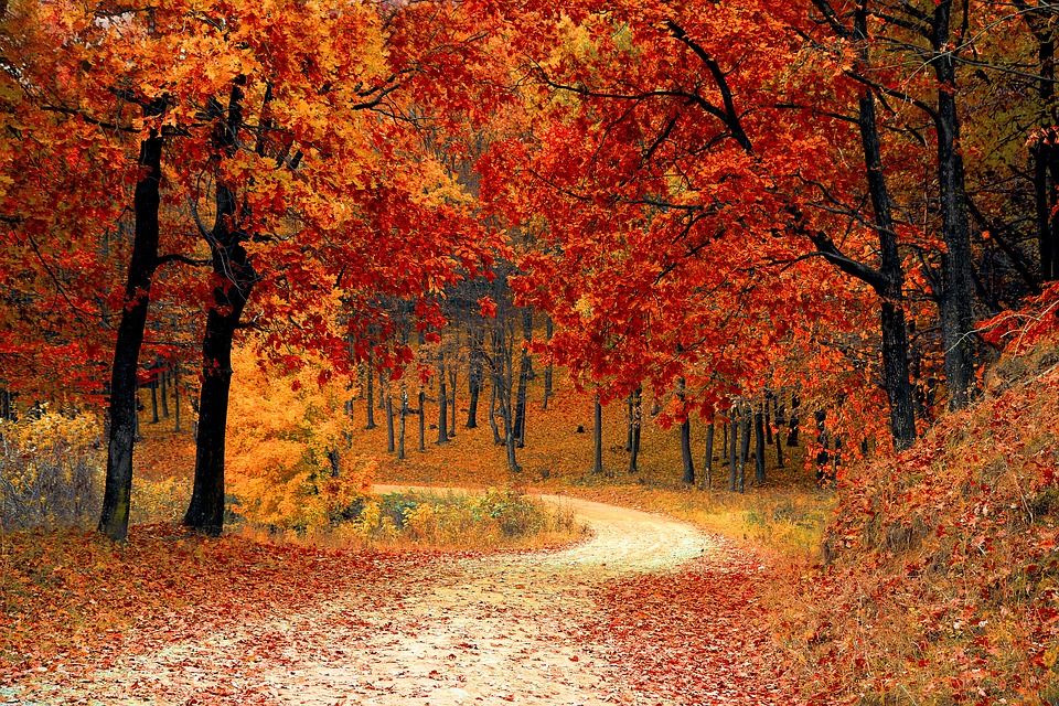 Осень всегда надевается с водолазками и шарфами. Фото: pixabay.com