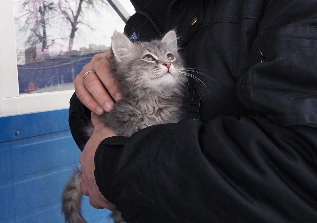 Машинист-супергерой спас котенка Снегурочку на станции метро «Трубная»