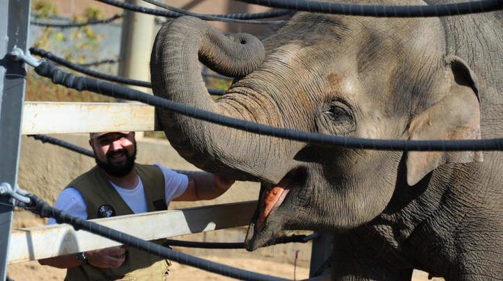День защиты слонов отметят в Московском зоопарке