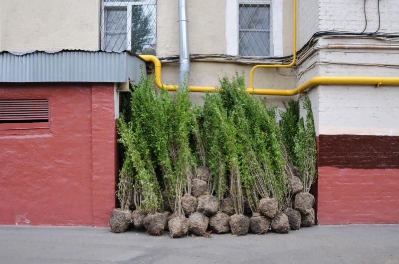 Специалисты высадят 3,5 тысячи деревьев в Центральном округе. Фото: Светлана Колоскова, «Вечерняя Москва»