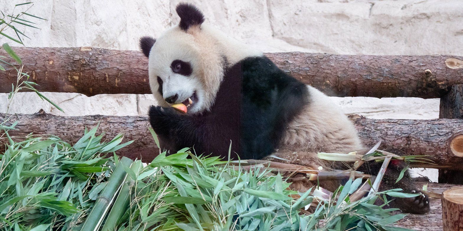 Зоопарк увидеть панду. Панда жуи в Московском зоопарке. Панды жуи и Диндин. Панда в Московском зоопарке.