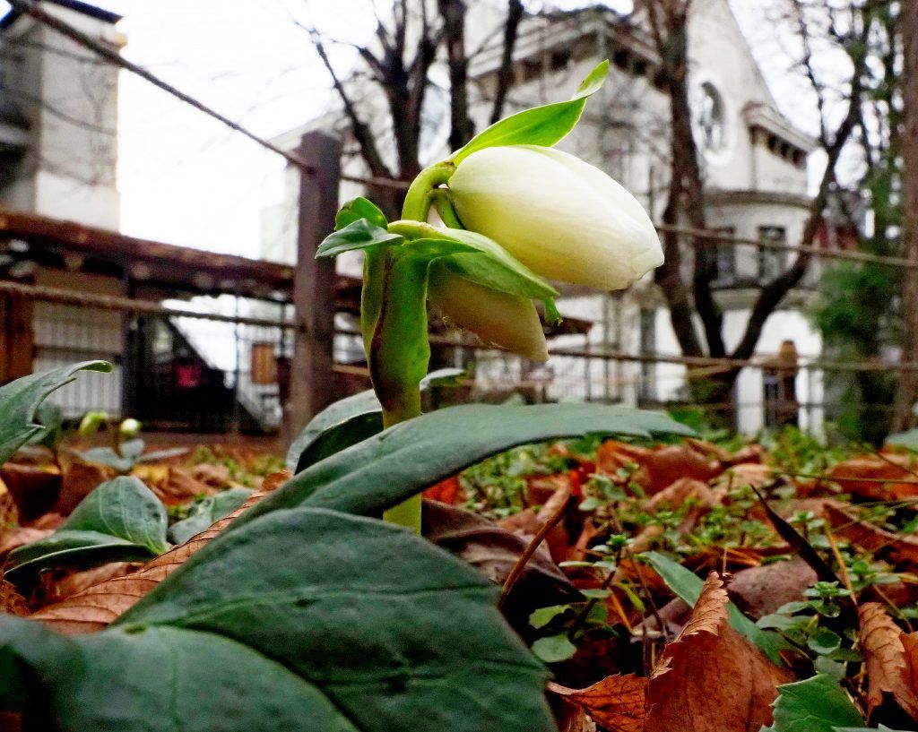 Фотофакт: весна пришла в «Аптекарский огород». Фото: Антон Гердо, «Вечерняя Москва»