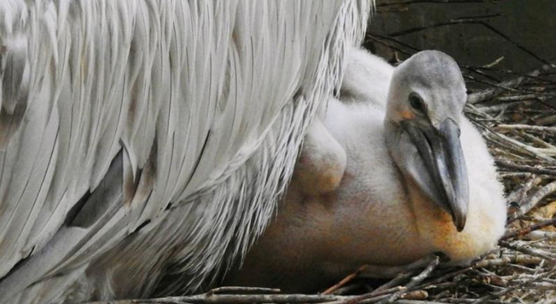 Пеликаны из Московского зоопарка отправились в теплый вольер