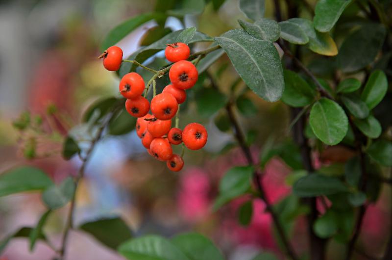 Волчья ягода расцвела в «Аптекарском огороде». Фото: Анна Быкова