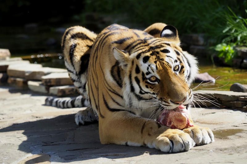 Амурского тигра доставили в США из Московского зоопарка