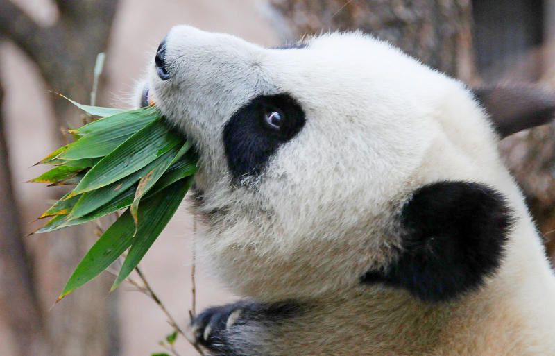 Новые камеры установят в павильоне с пандами в Московском зоопарке