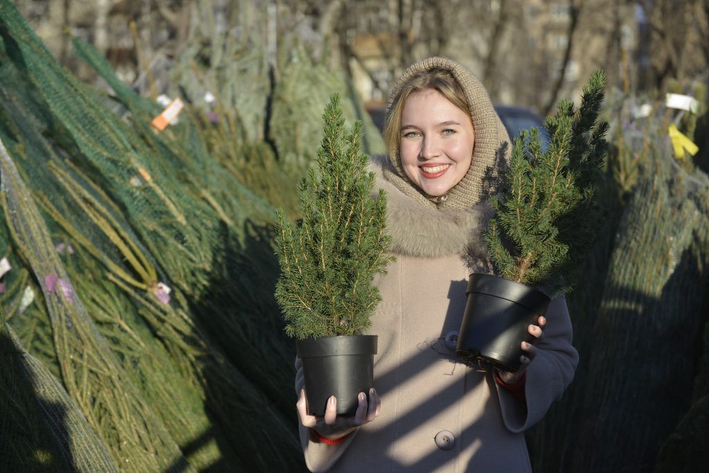 Фотофакт: москвичка выбирает новогоднее дерево на елочном базаре