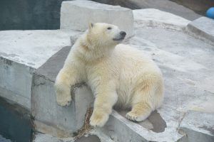 Зимой белые медведи чувствуют себя особенно хорошо. Фото: Александр Казаков