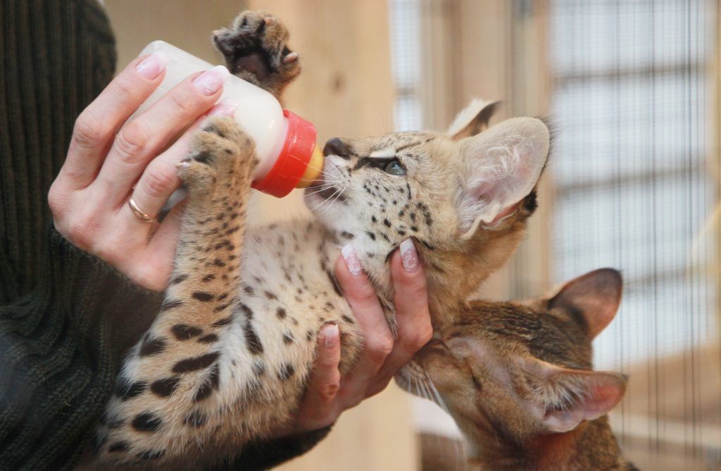 Более тысячи детенышей родилось в Московском зоопарке за год