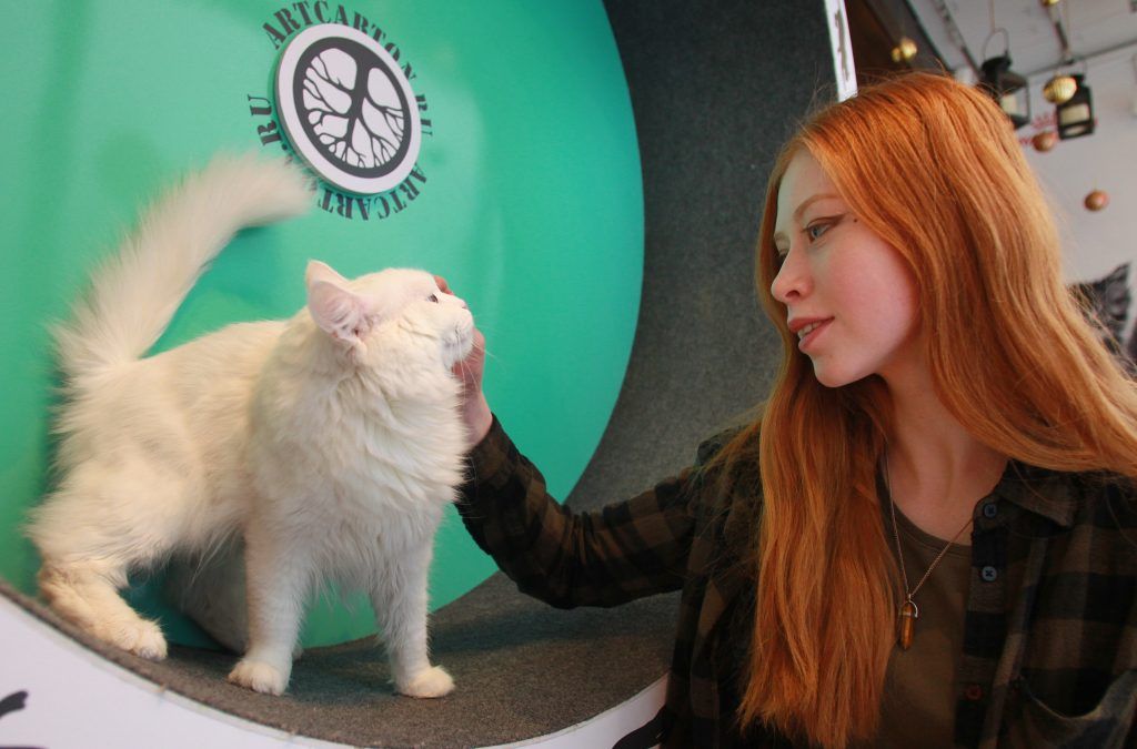 Москвичам посоветовали не целовать котов