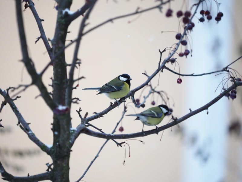 Условия погоды сейчас в столице комфортны для птиц. Фото: Антон Гердо, «Вечерняя Москва»