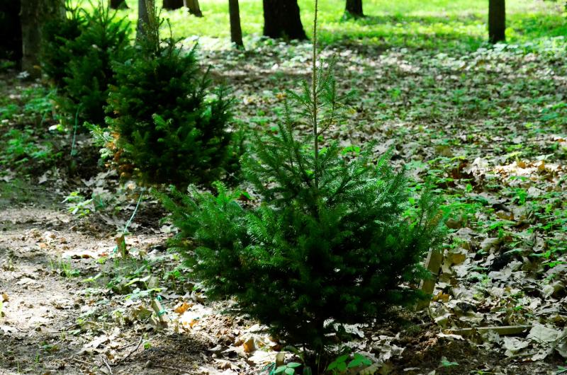 Свыше 300 деревьев высадили в Красносельском районе за 2019 год