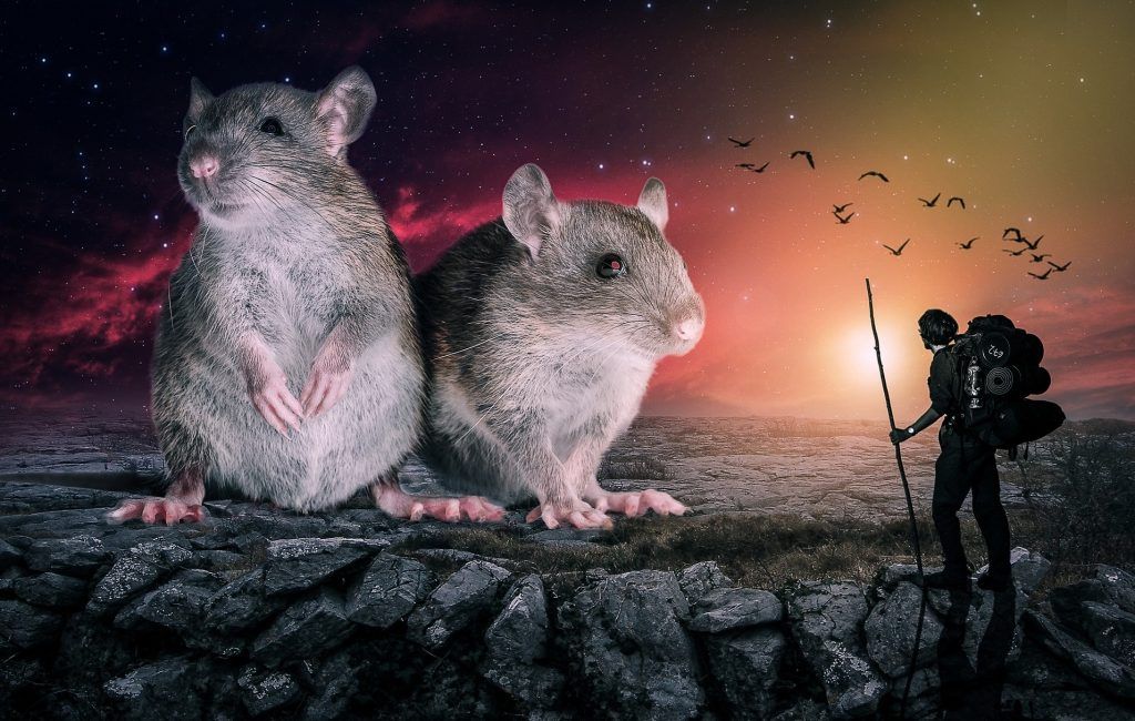 Новый XXI век, хитрецы и камни: что подготовил нам год Крысы