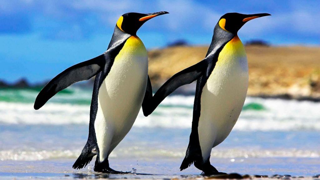 Гости Биологического музея отметят день осведомленности о пингвинах. Фото предоставлено пресс-службой музея