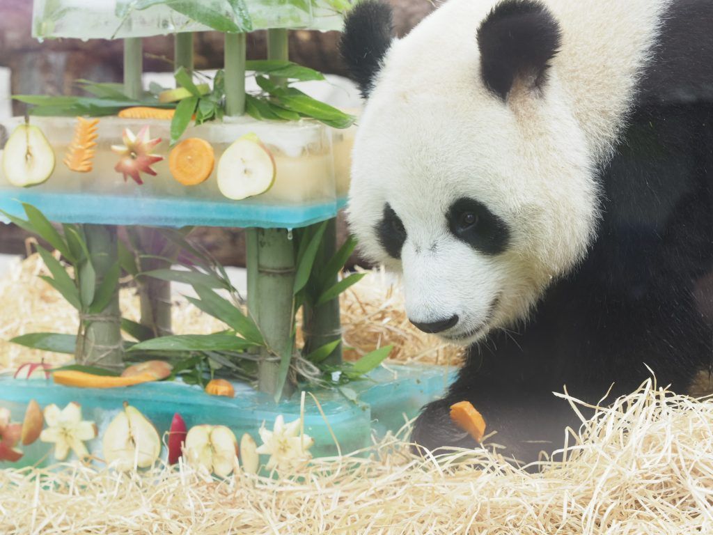 Московский зоопарк: «Китайская» зима помогла пандам адаптироваться