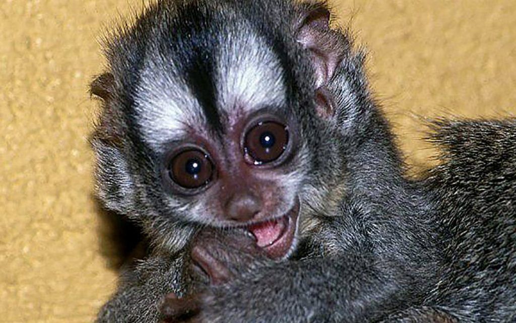 Редкая боливийская обезьяна с большими глазами впервые родилась в Московском зоопарке. Фото: сайт мэра Москвы