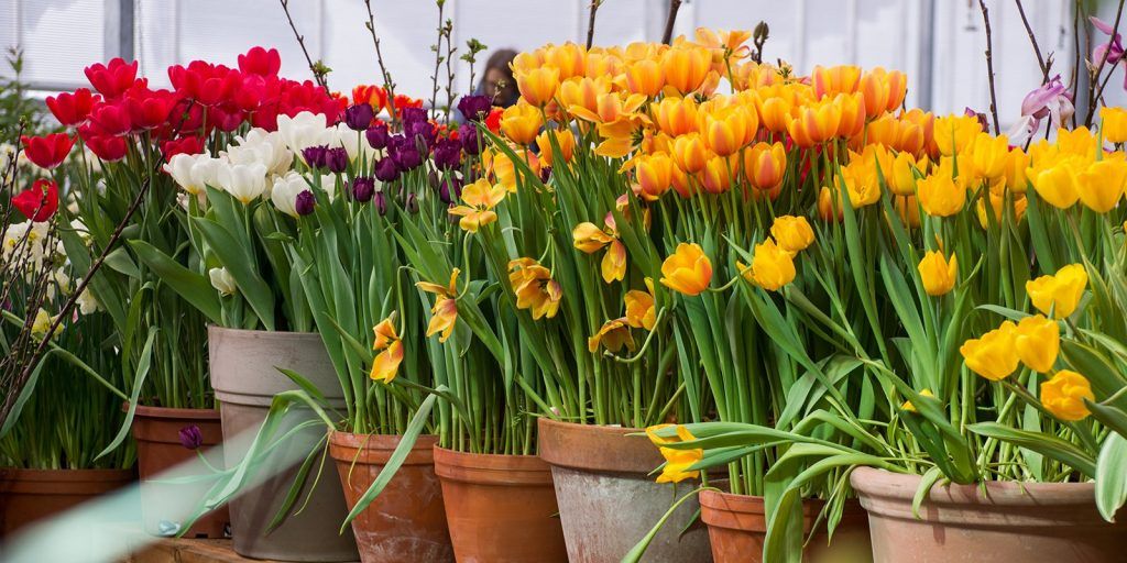 Крупнейшая в стране выставка весенних цветов откроется в «Аптекарском огороде»