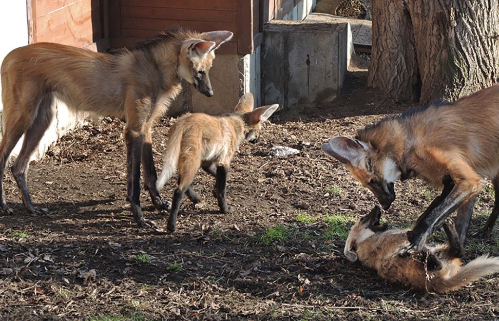 Активные и любознательные: детеныши гривистых волков родились в Московском зоопарке