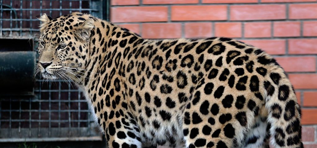Невесту для приморского леопарда подыщут в Московском зоопарке. Фото: сайт мэра Москвы