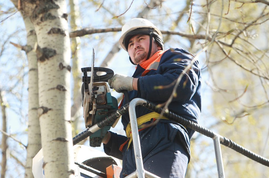 Специалисты устранили аварийные деревья в районе Замоскворечье