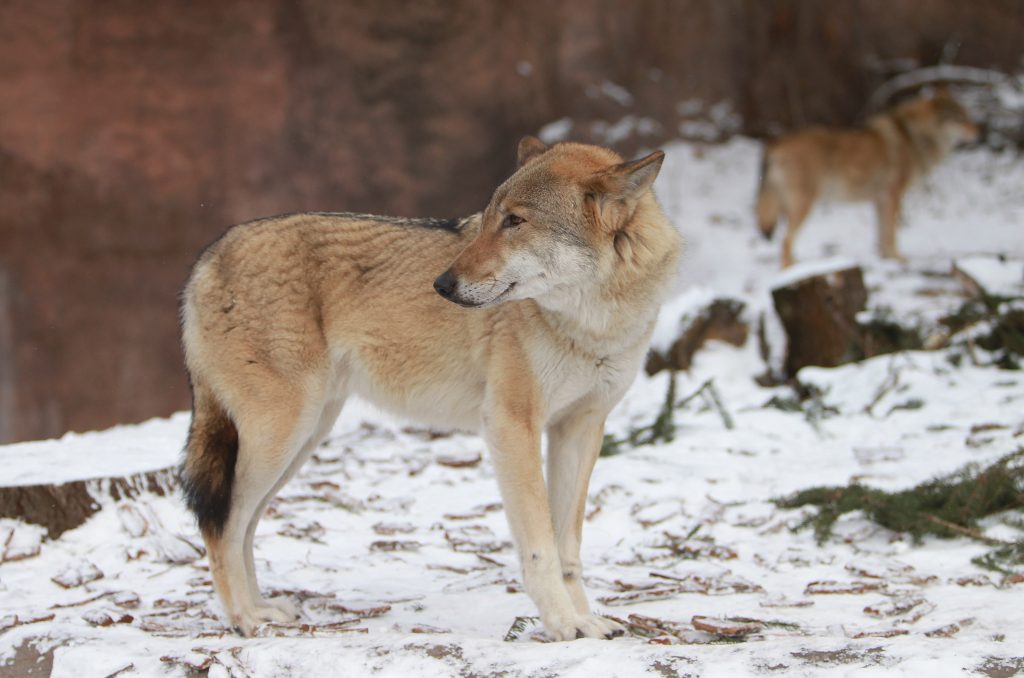 В Московском зоопарке можно встретить волка. Фото: Наталия Нечаева, «Вечерняя Москва»