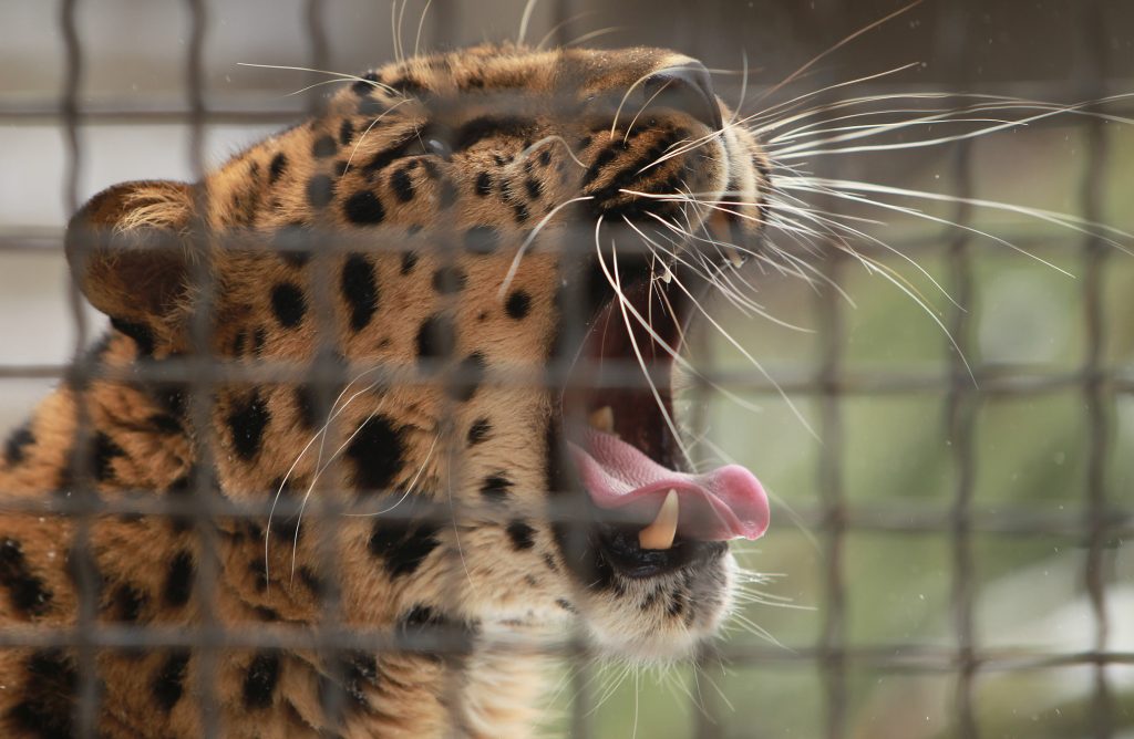 В Московском зоопарке можно встретить: дальневосточного леопарда. Фото: Кирилл Каллиников / РИА Новости