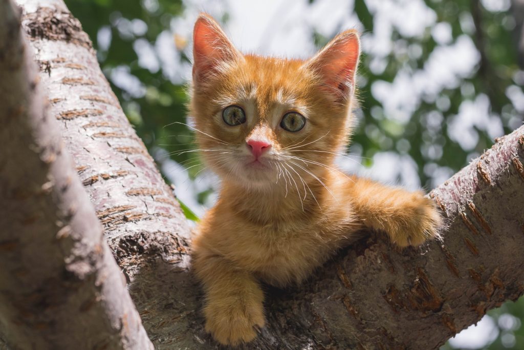 Коты часто попадают в западню: застревают между ветками деревьев. Фото: SHUTTERSTOCK