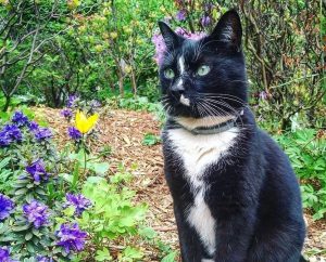 Кот Цветочное Величество. Фото: APTEKARSKY_OGOROD
