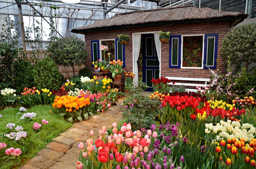 Маленькая голландская история: как десять тысяч тюльпанов заставили цвести в «Аптекарском огороде» в феврале