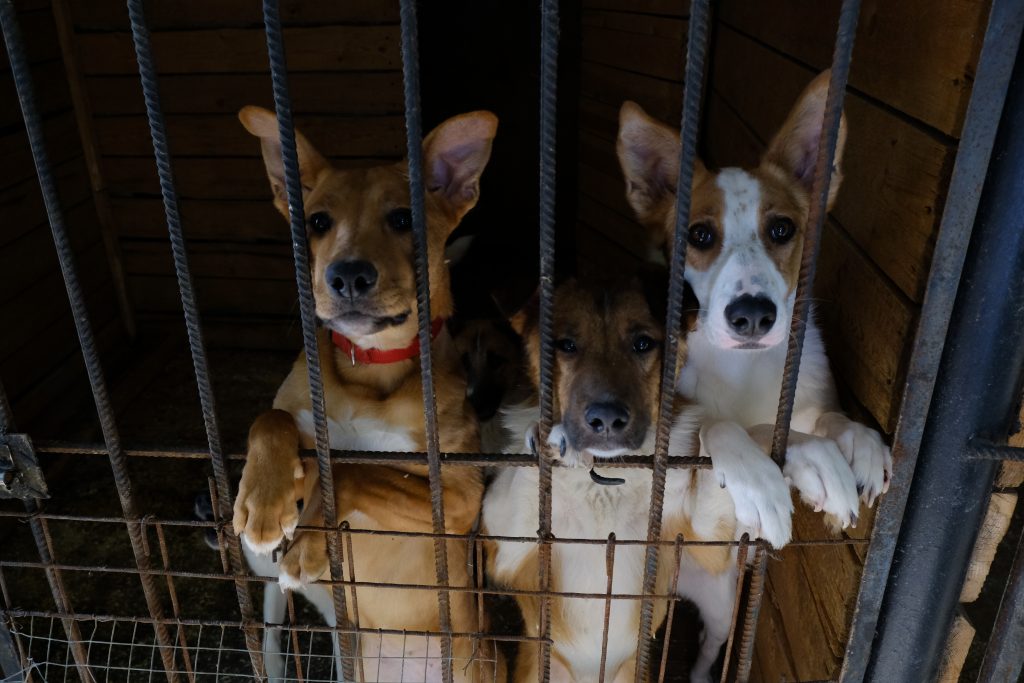 Горожане забрали более двух тысяч собак из приютов. Фото: архив, «Вечерняя Москва»