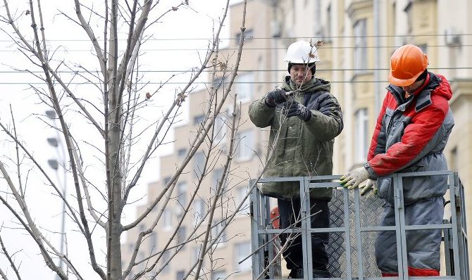 Кронирование деревьев выполнят в нескольких районах Центрального округа. Фото: сайт мэра Москвы