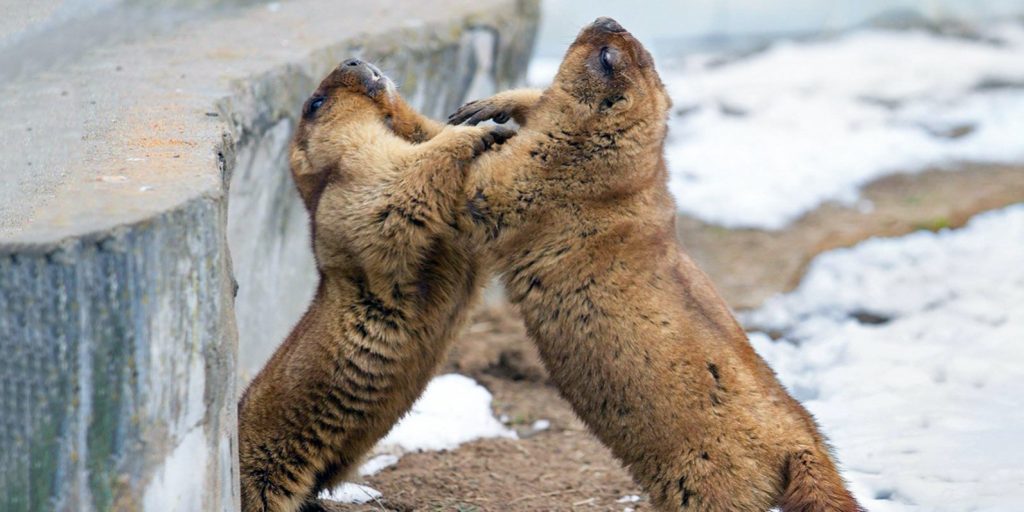 Сурки в Московском зоопарке проснулись раньше из-за теплой погоды