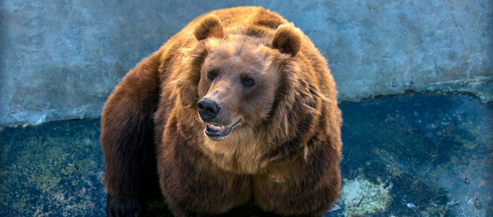 Медведи Роза, Алладин и Будур проснулись на месяц раньше в зоопарке. Фото: сайт мэра Москвы