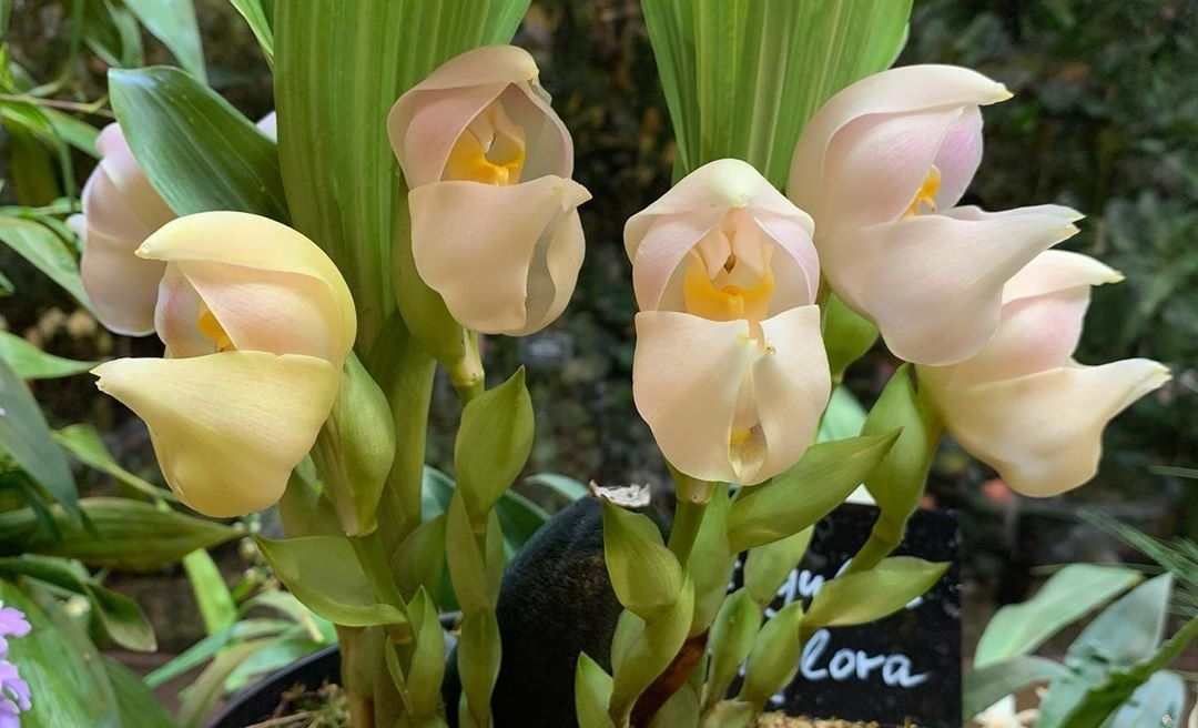 Редкая орхидея-тюльпан расцвела в Аптекарском огороде. Фото предоставили в пресс-службе Аптекарского огорода