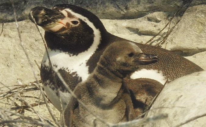 Пять птенцов краснокнижных пингвинов Гумбольдта родились в Московском зоопарке. Фото: сайт мэра Москвы