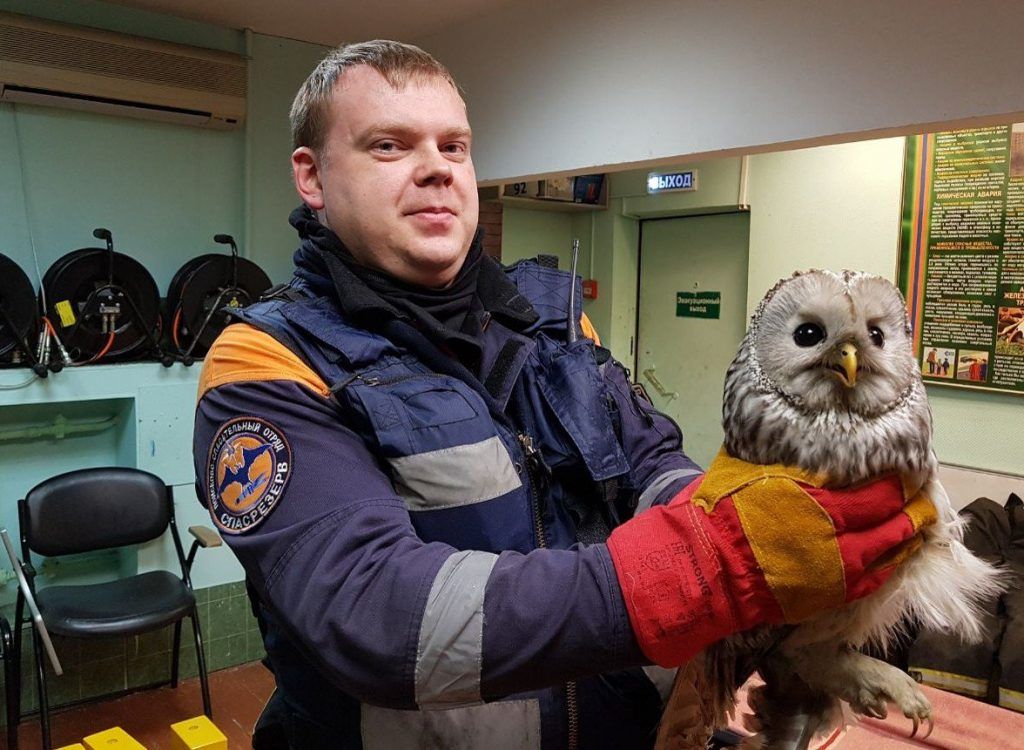 Фотофакт: москвичи нашли сову на решетке в жилом доме и передали птицу специалистам