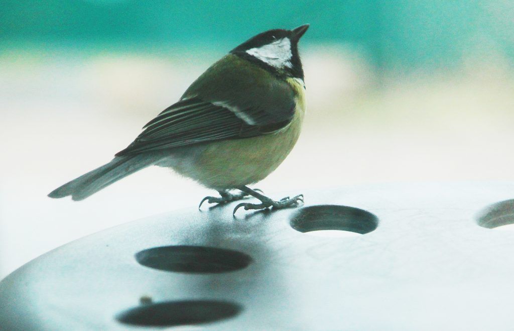 Фотофакт: птицы смело летают по городу в поисках пищи, внимания и острых ощущений
