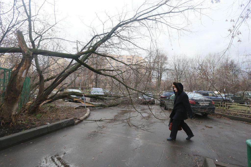 Петр Бирюков заявил о 33 поваленных деревьях и семи поврежденных авто в Москве