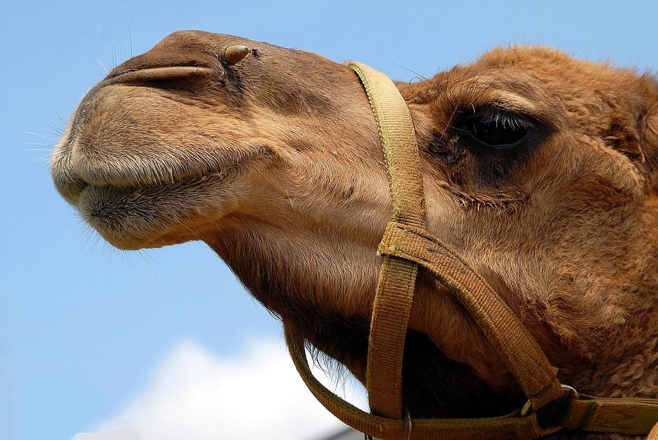 Детеныши двугорбых верблюдов родились в Московском зоопарке