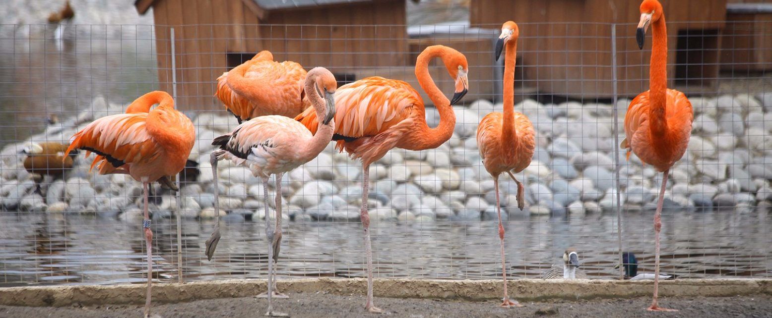 Фламинго переселили в уличный вольер в Московском зоопарке. Фото: сайт мэра Москвы