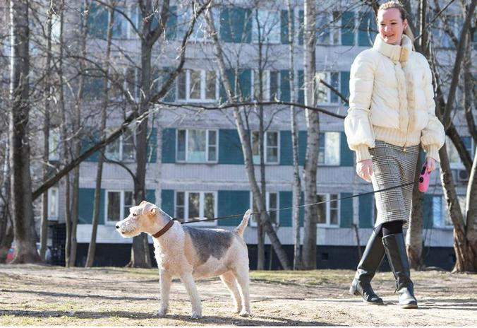 Волонтеры провели более 4000 часов на прогулках с собаками пенсионеров