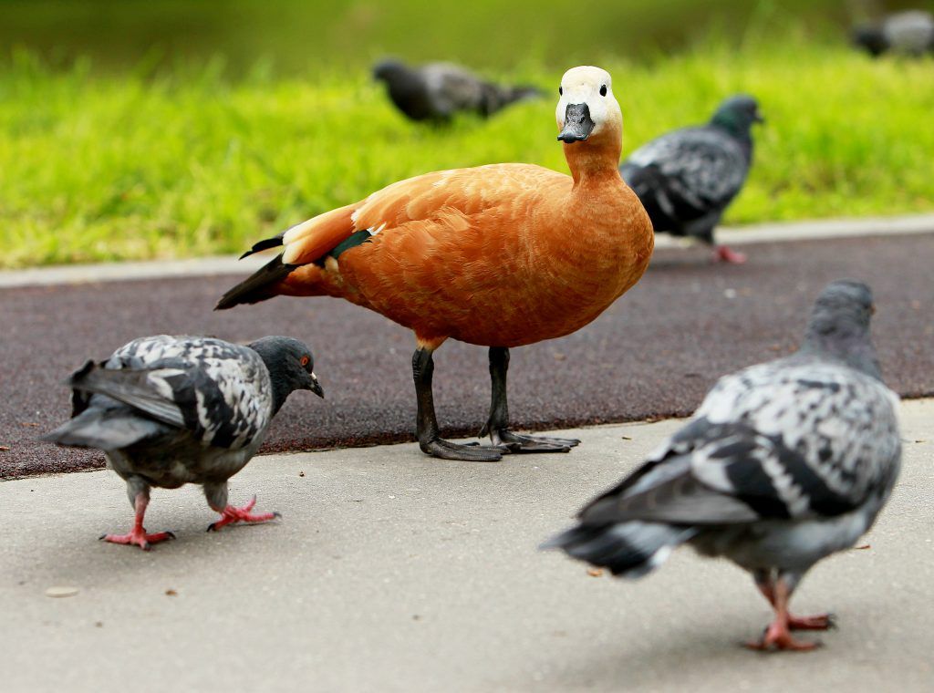 Фотофакт: оранжево-коричневые огари соскучились в парках по посетителям