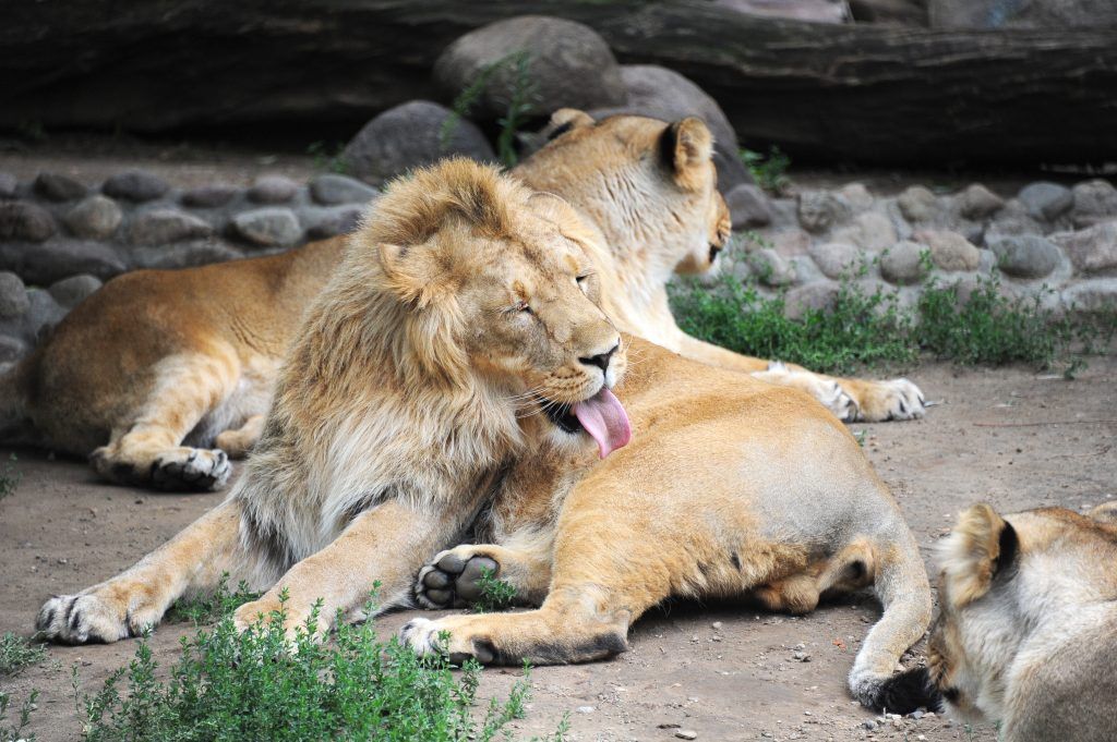 Видео об азиатских львах выложили сотрудники Московского зоопарка